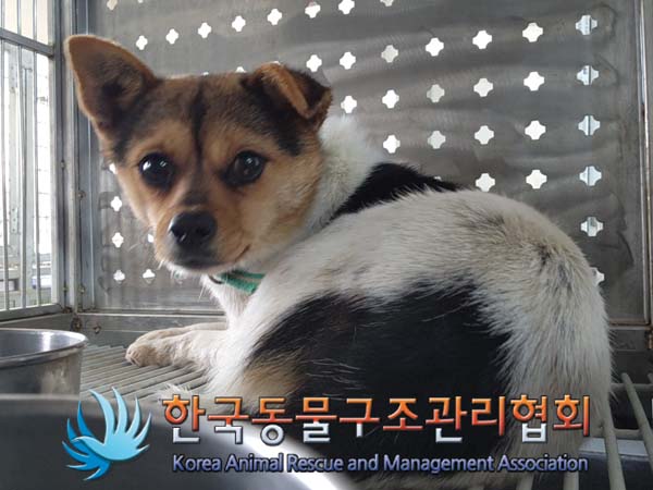 한국동물구조관리협회_441560202401449